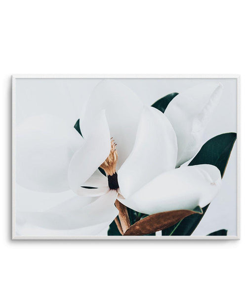 Summer Magnolia | LS Art Print-PRINT-Olive et Oriel-Olive et Oriel-A5 | 5.8" x 8.3" | 14.8 x 21cm-Unframed Art Print-With White Border-Buy-Australian-Art-Prints-Online-with-Olive-et-Oriel-Your-Artwork-Specialists-Austrailia-Decorate-With-Coastal-Photo-Wall-Art-Prints-From-Our-Beach-House-Artwork-Collection-Fine-Poster-and-Framed-Artwork