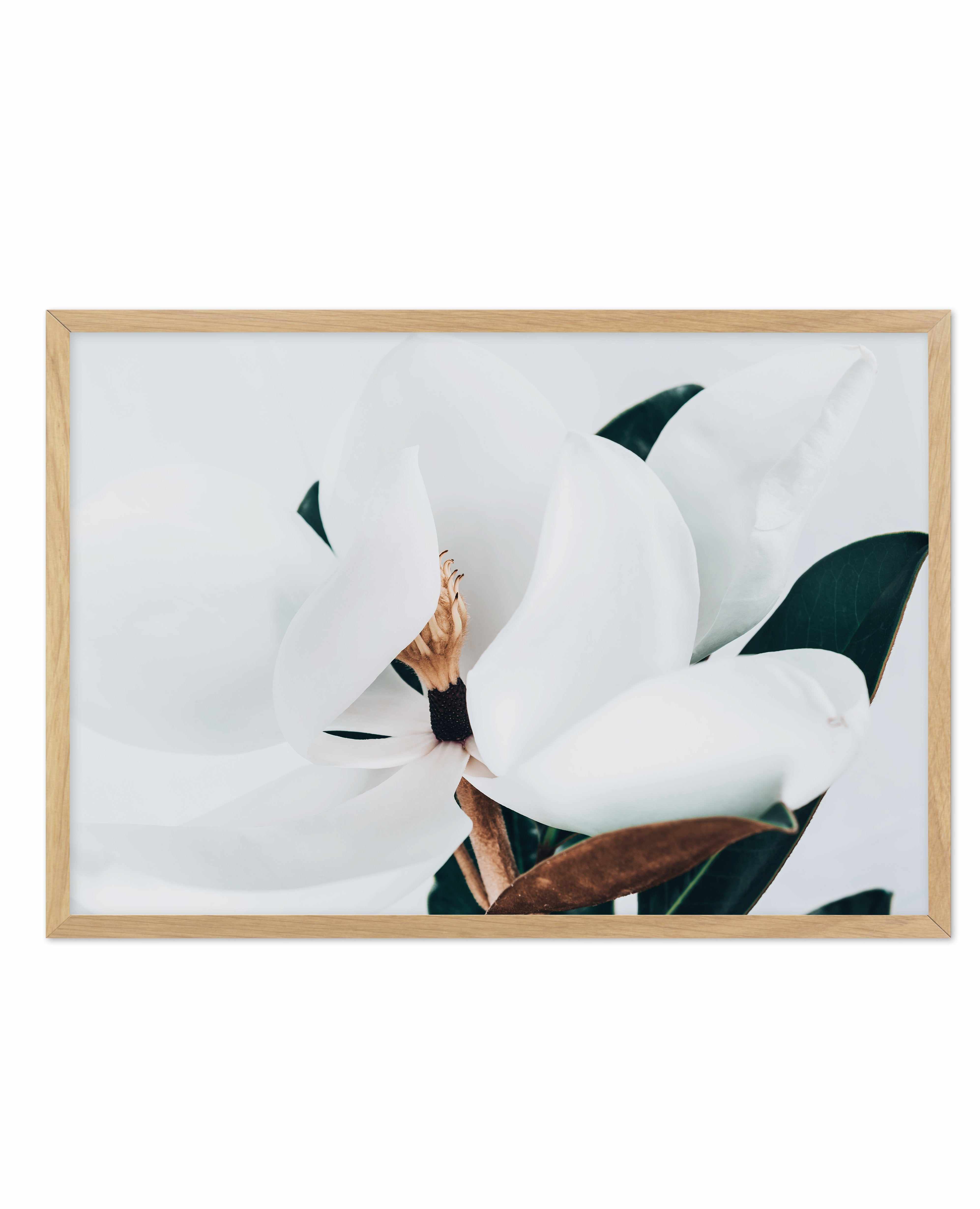 Summer Magnolia | LS Art Print-PRINT-Olive et Oriel-Olive et Oriel-A5 | 5.8" x 8.3" | 14.8 x 21cm-Oak-With White Border-Buy-Australian-Art-Prints-Online-with-Olive-et-Oriel-Your-Artwork-Specialists-Austrailia-Decorate-With-Coastal-Photo-Wall-Art-Prints-From-Our-Beach-House-Artwork-Collection-Fine-Poster-and-Framed-Artwork