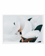 Summer Magnolia | LS Art Print-PRINT-Olive et Oriel-Olive et Oriel-A5 | 5.8" x 8.3" | 14.8 x 21cm-White-With White Border-Buy-Australian-Art-Prints-Online-with-Olive-et-Oriel-Your-Artwork-Specialists-Austrailia-Decorate-With-Coastal-Photo-Wall-Art-Prints-From-Our-Beach-House-Artwork-Collection-Fine-Poster-and-Framed-Artwork