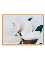 Summer Magnolia | LS | Framed Canvas-CANVAS-You can shop wall art online with Olive et Oriel for everything from abstract art to fun kids wall art. Our beautiful modern art prints and canvas art are available from large canvas prints to wall art paintings and our proudly Australian artwork collection offers only the highest quality framed large wall art and canvas art Australia - You can buy fashion photography prints or Hampton print posters and paintings on canvas from Olive et Oriel and have 