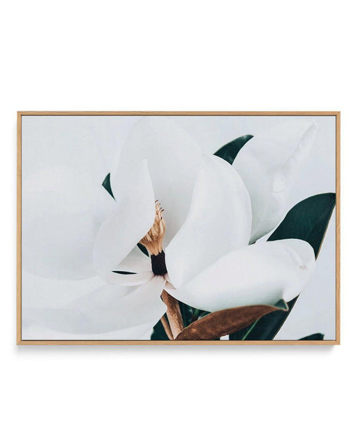 Summer Magnolia | LS | Framed Canvas-CANVAS-You can shop wall art online with Olive et Oriel for everything from abstract art to fun kids wall art. Our beautiful modern art prints and canvas art are available from large canvas prints to wall art paintings and our proudly Australian artwork collection offers only the highest quality framed large wall art and canvas art Australia - You can buy fashion photography prints or Hampton print posters and paintings on canvas from Olive et Oriel and have 