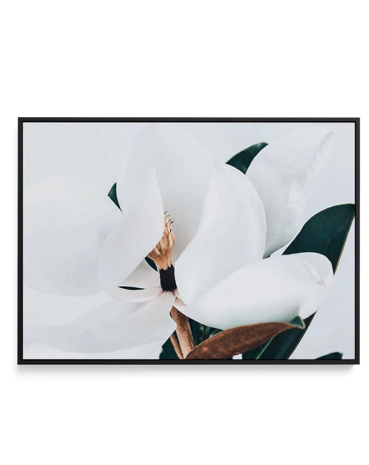 Summer Magnolia | LS | Framed Canvas-CANVAS-You can shop wall art online with Olive et Oriel for everything from abstract art to fun kids wall art. Our beautiful modern art prints and canvas art are available from large canvas prints to wall art paintings and our proudly Australian artwork collection offers only the highest quality framed large wall art and canvas art Australia - You can buy fashion photography prints or Hampton print posters and paintings on canvas from Olive et Oriel and have 