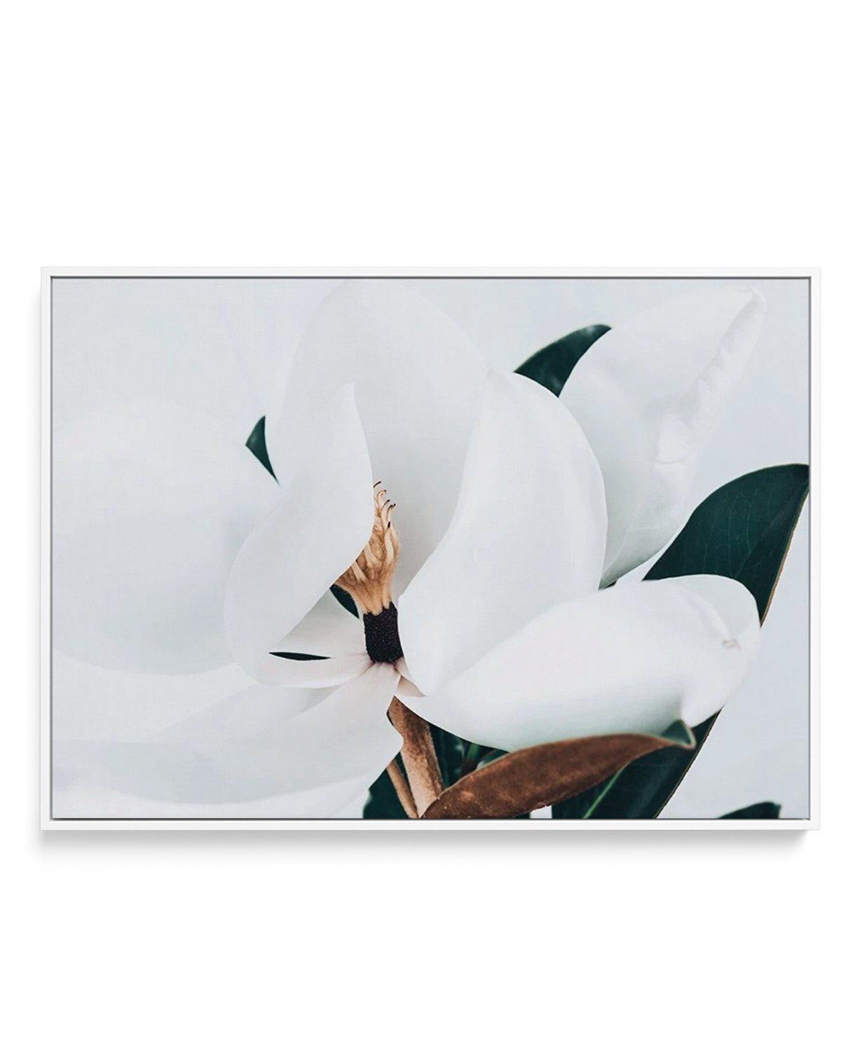 Summer Magnolia | LS | Framed Canvas-CANVAS-You can shop wall art online with Olive et Oriel for everything from abstract art to fun kids wall art. Our beautiful modern art prints and canvas art are available from large canvas prints to wall art paintings and our proudly Australian artwork collection offers only the highest quality framed large wall art and canvas art Australia - You can buy fashion photography prints or Hampton print posters and paintings on canvas from Olive et Oriel and have 