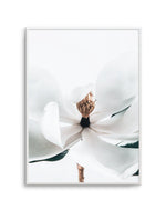 Summer Magnolia | PT Art Print-PRINT-Olive et Oriel-Olive et Oriel-A5 | 5.8" x 8.3" | 14.8 x 21cm-Unframed Art Print-With White Border-Buy-Australian-Art-Prints-Online-with-Olive-et-Oriel-Your-Artwork-Specialists-Austrailia-Decorate-With-Coastal-Photo-Wall-Art-Prints-From-Our-Beach-House-Artwork-Collection-Fine-Poster-and-Framed-Artwork