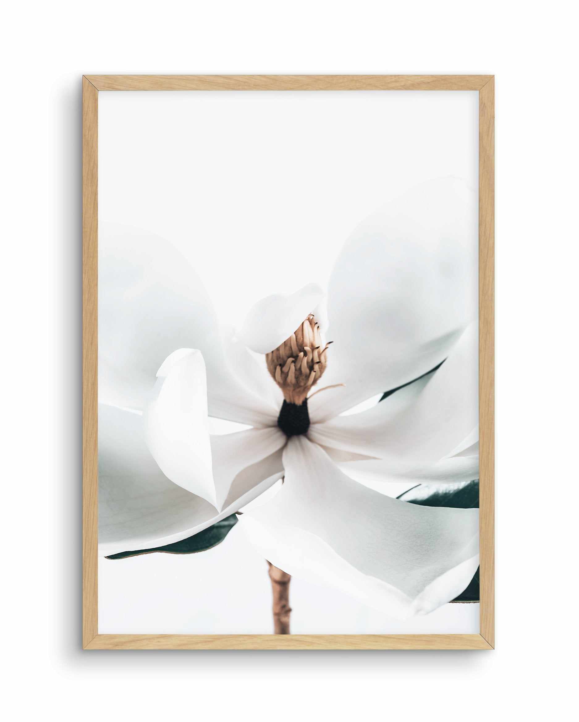 Summer Magnolia | PT Art Print-PRINT-Olive et Oriel-Olive et Oriel-A5 | 5.8" x 8.3" | 14.8 x 21cm-Oak-With White Border-Buy-Australian-Art-Prints-Online-with-Olive-et-Oriel-Your-Artwork-Specialists-Austrailia-Decorate-With-Coastal-Photo-Wall-Art-Prints-From-Our-Beach-House-Artwork-Collection-Fine-Poster-and-Framed-Artwork