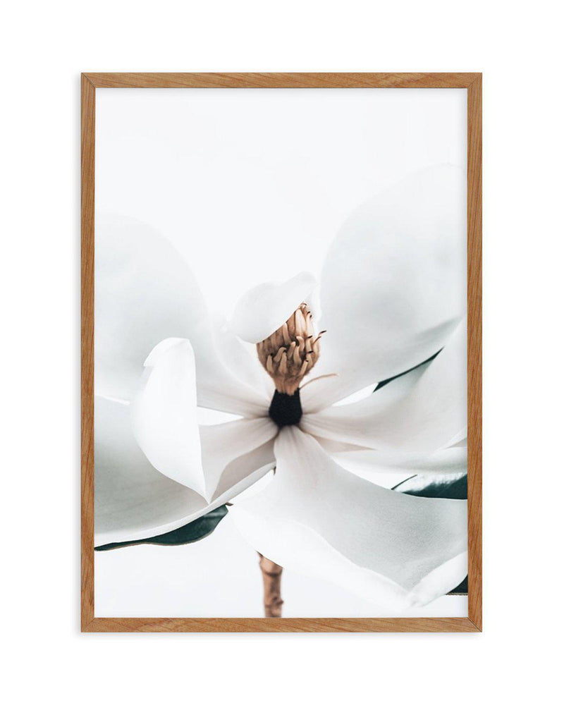 Summer Magnolia | PT Art Print-PRINT-Olive et Oriel-Olive et Oriel-50x70 cm | 19.6" x 27.5"-Walnut-With White Border-Buy-Australian-Art-Prints-Online-with-Olive-et-Oriel-Your-Artwork-Specialists-Austrailia-Decorate-With-Coastal-Photo-Wall-Art-Prints-From-Our-Beach-House-Artwork-Collection-Fine-Poster-and-Framed-Artwork