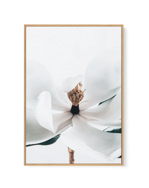Summer Magnolia | PT | Framed Canvas-CANVAS-You can shop wall art online with Olive et Oriel for everything from abstract art to fun kids wall art. Our beautiful modern art prints and canvas art are available from large canvas prints to wall art paintings and our proudly Australian artwork collection offers only the highest quality framed large wall art and canvas art Australia - You can buy fashion photography prints or Hampton print posters and paintings on canvas from Olive et Oriel and have 