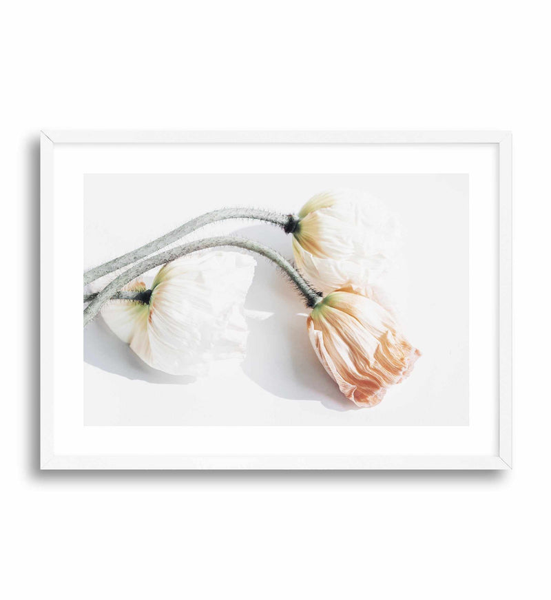 Summer Poppies II | LS Art Print-PRINT-Olive et Oriel-Olive et Oriel-A5 | 5.8" x 8.3" | 14.8 x 21cm-White-With White Border-Buy-Australian-Art-Prints-Online-with-Olive-et-Oriel-Your-Artwork-Specialists-Austrailia-Decorate-With-Coastal-Photo-Wall-Art-Prints-From-Our-Beach-House-Artwork-Collection-Fine-Poster-and-Framed-Artwork