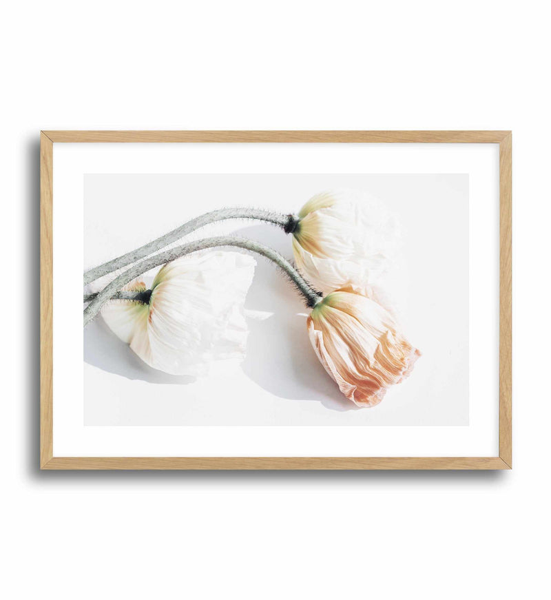 Summer Poppies II | LS Art Print-PRINT-Olive et Oriel-Olive et Oriel-A5 | 5.8" x 8.3" | 14.8 x 21cm-Oak-With White Border-Buy-Australian-Art-Prints-Online-with-Olive-et-Oriel-Your-Artwork-Specialists-Austrailia-Decorate-With-Coastal-Photo-Wall-Art-Prints-From-Our-Beach-House-Artwork-Collection-Fine-Poster-and-Framed-Artwork