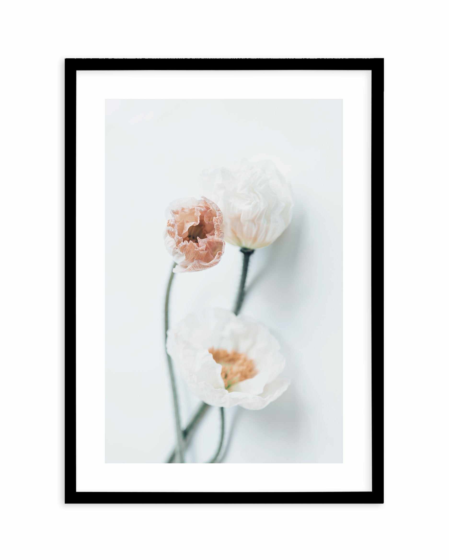 Summer Poppies I | PT Art Print-PRINT-Olive et Oriel-Olive et Oriel-A5 | 5.8" x 8.3" | 14.8 x 21cm-Black-With White Border-Buy-Australian-Art-Prints-Online-with-Olive-et-Oriel-Your-Artwork-Specialists-Austrailia-Decorate-With-Coastal-Photo-Wall-Art-Prints-From-Our-Beach-House-Artwork-Collection-Fine-Poster-and-Framed-Artwork