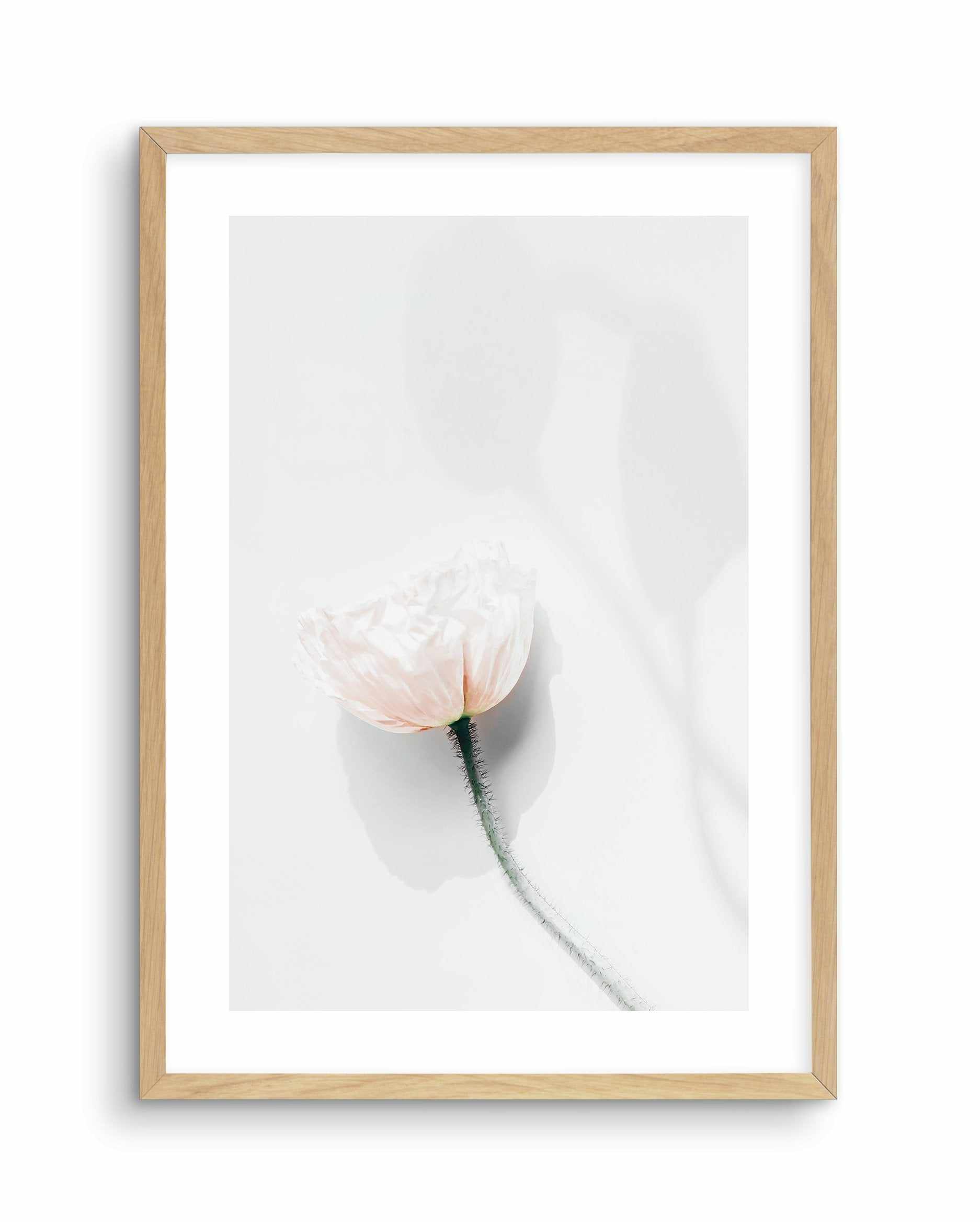 Summer Poppies IV Art Print-PRINT-Olive et Oriel-Olive et Oriel-A5 | 5.8" x 8.3" | 14.8 x 21cm-Oak-With White Border-Buy-Australian-Art-Prints-Online-with-Olive-et-Oriel-Your-Artwork-Specialists-Austrailia-Decorate-With-Coastal-Photo-Wall-Art-Prints-From-Our-Beach-House-Artwork-Collection-Fine-Poster-and-Framed-Artwork