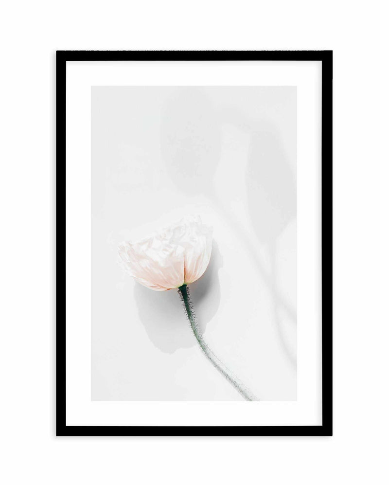 Summer Poppies IV Art Print-PRINT-Olive et Oriel-Olive et Oriel-A5 | 5.8" x 8.3" | 14.8 x 21cm-Black-With White Border-Buy-Australian-Art-Prints-Online-with-Olive-et-Oriel-Your-Artwork-Specialists-Austrailia-Decorate-With-Coastal-Photo-Wall-Art-Prints-From-Our-Beach-House-Artwork-Collection-Fine-Poster-and-Framed-Artwork