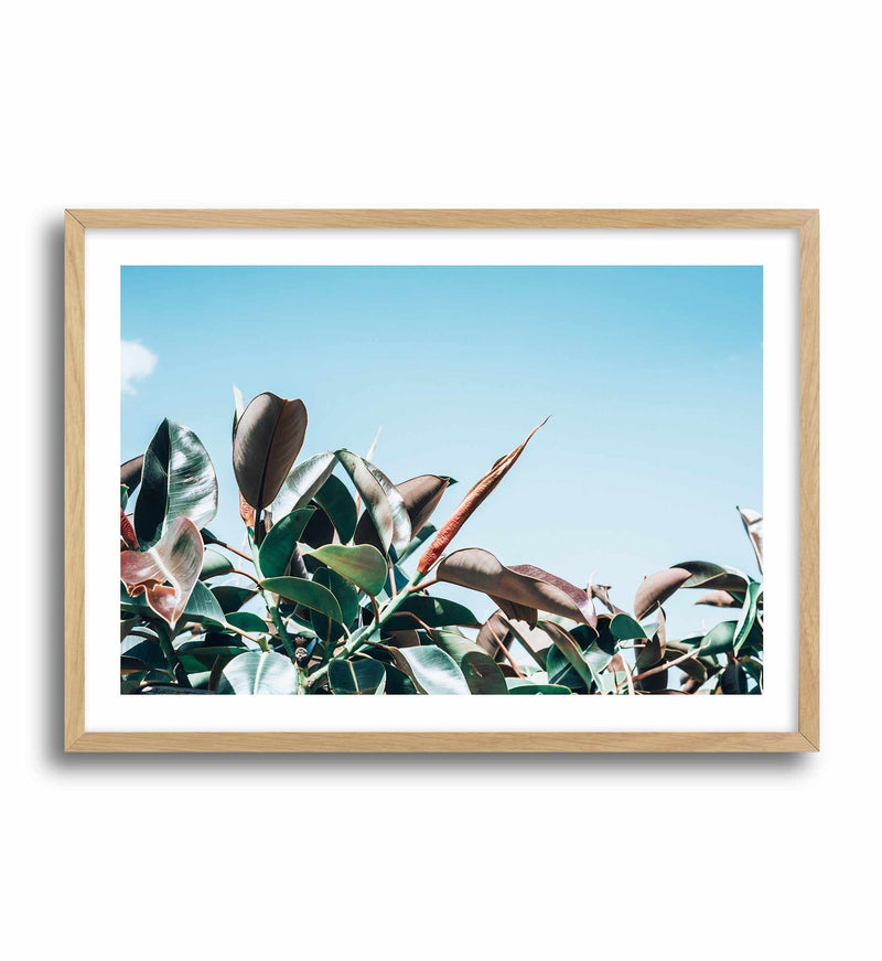 The Other Fig Art Print-PRINT-Olive et Oriel-Olive et Oriel-A4 | 8.3" x 11.7" | 21 x 29.7cm-Oak-With White Border-Buy-Australian-Art-Prints-Online-with-Olive-et-Oriel-Your-Artwork-Specialists-Austrailia-Decorate-With-Coastal-Photo-Wall-Art-Prints-From-Our-Beach-House-Artwork-Collection-Fine-Poster-and-Framed-Artwork