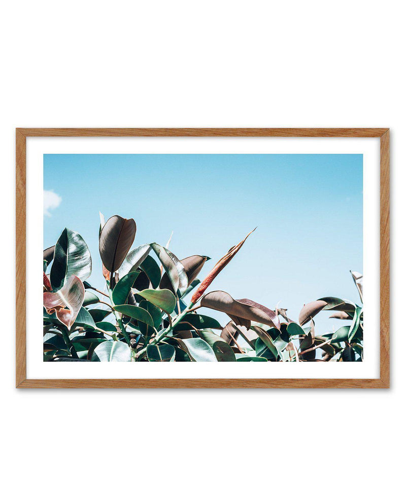 The Other Fig Art Print-PRINT-Olive et Oriel-Olive et Oriel-50x70 cm | 19.6" x 27.5"-Walnut-With White Border-Buy-Australian-Art-Prints-Online-with-Olive-et-Oriel-Your-Artwork-Specialists-Austrailia-Decorate-With-Coastal-Photo-Wall-Art-Prints-From-Our-Beach-House-Artwork-Collection-Fine-Poster-and-Framed-Artwork