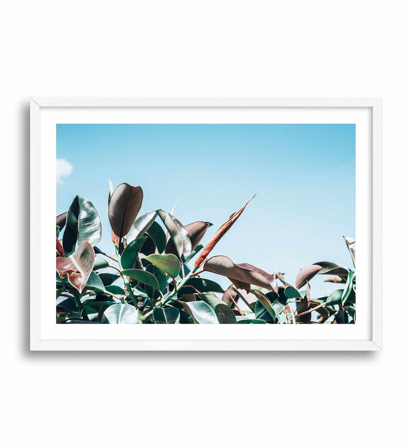 The Other Fig Art Print-PRINT-Olive et Oriel-Olive et Oriel-A4 | 8.3" x 11.7" | 21 x 29.7cm-White-With White Border-Buy-Australian-Art-Prints-Online-with-Olive-et-Oriel-Your-Artwork-Specialists-Austrailia-Decorate-With-Coastal-Photo-Wall-Art-Prints-From-Our-Beach-House-Artwork-Collection-Fine-Poster-and-Framed-Artwork