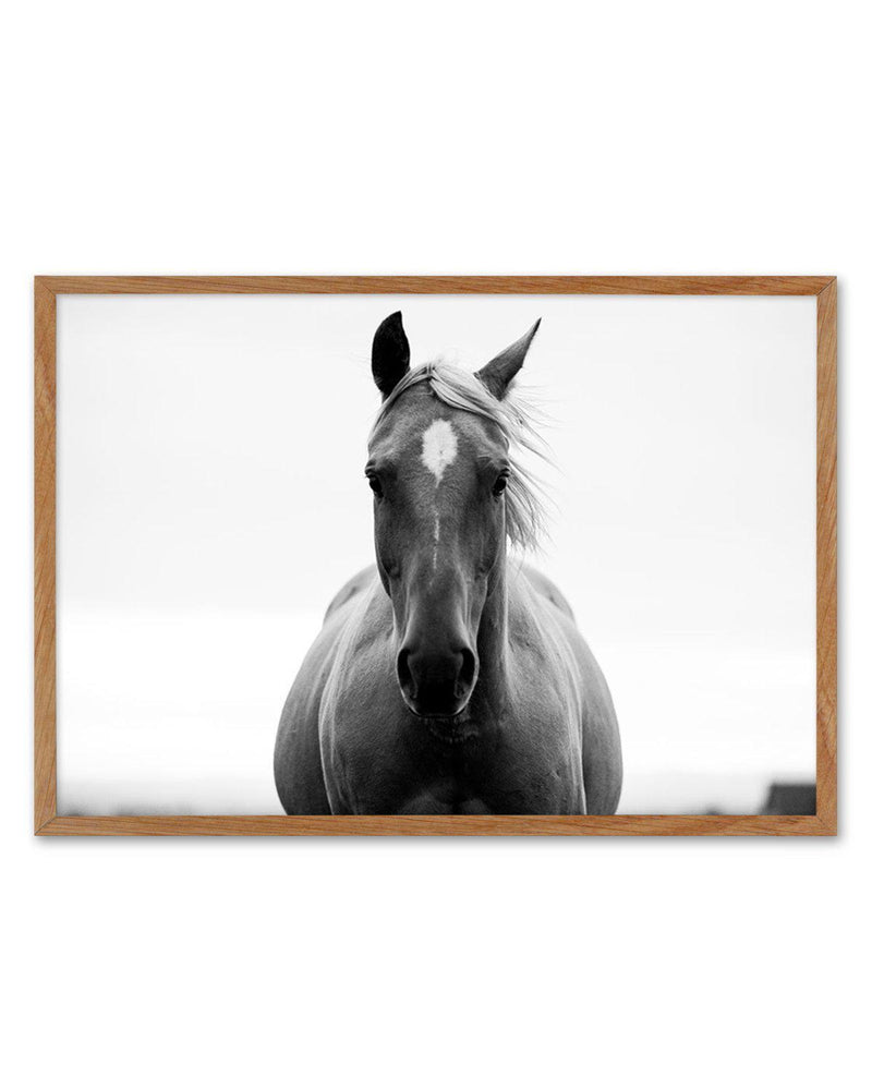 The Stare Art Print-PRINT-Olive et Oriel-Olive et Oriel-50x70 cm | 19.6" x 27.5"-Walnut-With White Border-Buy-Australian-Art-Prints-Online-with-Olive-et-Oriel-Your-Artwork-Specialists-Austrailia-Decorate-With-Coastal-Photo-Wall-Art-Prints-From-Our-Beach-House-Artwork-Collection-Fine-Poster-and-Framed-Artwork
