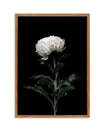 The White Flower | PT Art Print-PRINT-Olive et Oriel-Olive et Oriel-50x70 cm | 19.6" x 27.5"-Walnut-With White Border-Buy-Australian-Art-Prints-Online-with-Olive-et-Oriel-Your-Artwork-Specialists-Austrailia-Decorate-With-Coastal-Photo-Wall-Art-Prints-From-Our-Beach-House-Artwork-Collection-Fine-Poster-and-Framed-Artwork