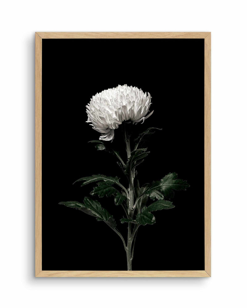 The White Flower | PT Art Print-PRINT-Olive et Oriel-Olive et Oriel-A4 | 8.3" x 11.7" | 21 x 29.7cm-Oak-With White Border-Buy-Australian-Art-Prints-Online-with-Olive-et-Oriel-Your-Artwork-Specialists-Austrailia-Decorate-With-Coastal-Photo-Wall-Art-Prints-From-Our-Beach-House-Artwork-Collection-Fine-Poster-and-Framed-Artwork