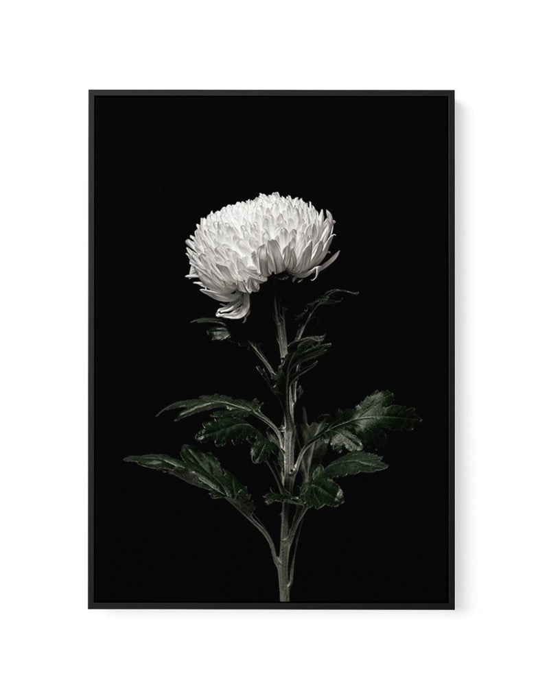 The White Flower | PT | Framed Canvas-CANVAS-You can shop wall art online with Olive et Oriel for everything from abstract art to fun kids wall art. Our beautiful modern art prints and canvas art are available from large canvas prints to wall art paintings and our proudly Australian artwork collection offers only the highest quality framed large wall art and canvas art Australia - You can buy fashion photography prints or Hampton print posters and paintings on canvas from Olive et Oriel and have