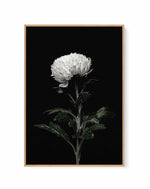 The White Flower | PT | Framed Canvas Art Print