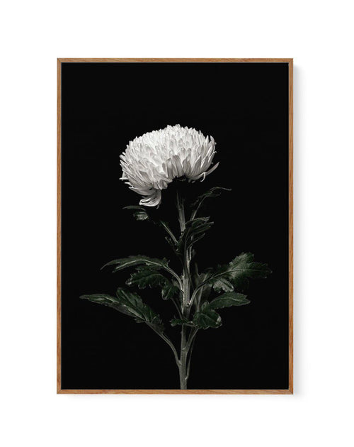 The White Flower | PT | Framed Canvas-CANVAS-You can shop wall art online with Olive et Oriel for everything from abstract art to fun kids wall art. Our beautiful modern art prints and canvas art are available from large canvas prints to wall art paintings and our proudly Australian artwork collection offers only the highest quality framed large wall art and canvas art Australia - You can buy fashion photography prints or Hampton print posters and paintings on canvas from Olive et Oriel and have