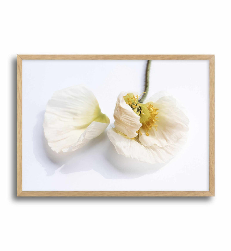 The White Poppy Art Print-PRINT-Olive et Oriel-Olive et Oriel-A5 | 5.8" x 8.3" | 14.8 x 21cm-Oak-With White Border-Buy-Australian-Art-Prints-Online-with-Olive-et-Oriel-Your-Artwork-Specialists-Austrailia-Decorate-With-Coastal-Photo-Wall-Art-Prints-From-Our-Beach-House-Artwork-Collection-Fine-Poster-and-Framed-Artwork