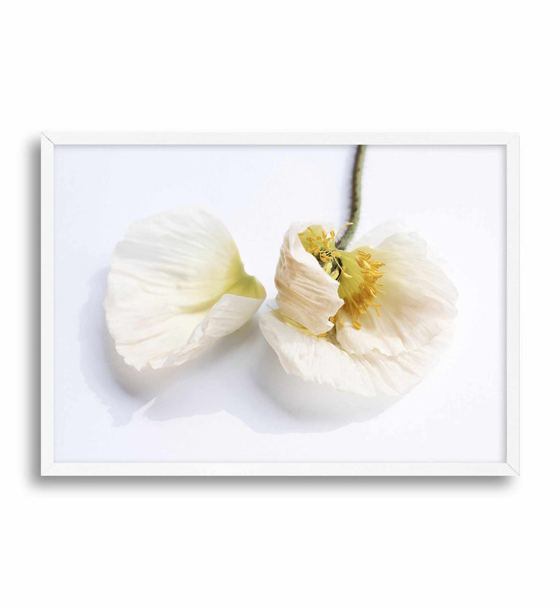 The White Poppy Art Print-PRINT-Olive et Oriel-Olive et Oriel-A5 | 5.8" x 8.3" | 14.8 x 21cm-White-With White Border-Buy-Australian-Art-Prints-Online-with-Olive-et-Oriel-Your-Artwork-Specialists-Austrailia-Decorate-With-Coastal-Photo-Wall-Art-Prints-From-Our-Beach-House-Artwork-Collection-Fine-Poster-and-Framed-Artwork