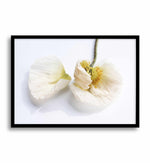 The White Poppy Art Print-PRINT-Olive et Oriel-Olive et Oriel-A5 | 5.8" x 8.3" | 14.8 x 21cm-Black-With White Border-Buy-Australian-Art-Prints-Online-with-Olive-et-Oriel-Your-Artwork-Specialists-Austrailia-Decorate-With-Coastal-Photo-Wall-Art-Prints-From-Our-Beach-House-Artwork-Collection-Fine-Poster-and-Framed-Artwork