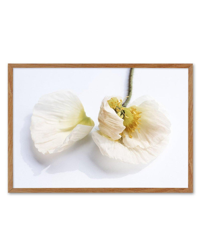 The White Poppy Art Print-PRINT-Olive et Oriel-Olive et Oriel-50x70 cm | 19.6" x 27.5"-Walnut-With White Border-Buy-Australian-Art-Prints-Online-with-Olive-et-Oriel-Your-Artwork-Specialists-Austrailia-Decorate-With-Coastal-Photo-Wall-Art-Prints-From-Our-Beach-House-Artwork-Collection-Fine-Poster-and-Framed-Artwork
