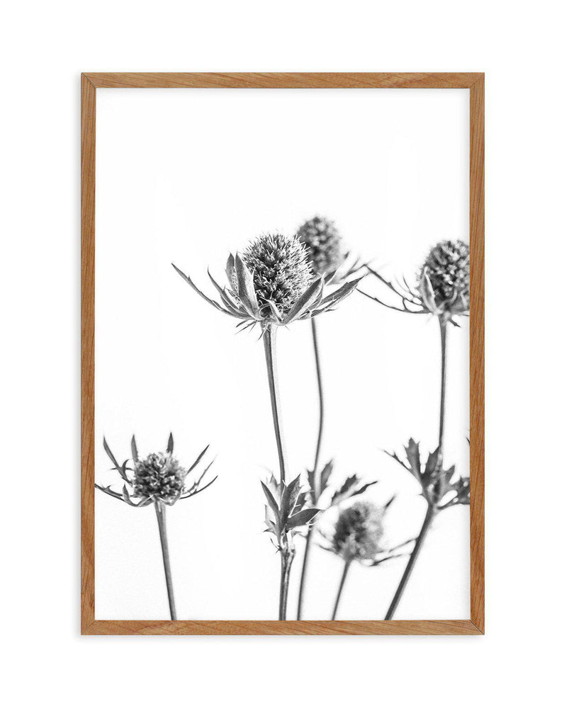 Thistle I Art Print-PRINT-Olive et Oriel-Olive et Oriel-50x70 cm | 19.6" x 27.5"-Walnut-With White Border-Buy-Australian-Art-Prints-Online-with-Olive-et-Oriel-Your-Artwork-Specialists-Austrailia-Decorate-With-Coastal-Photo-Wall-Art-Prints-From-Our-Beach-House-Artwork-Collection-Fine-Poster-and-Framed-Artwork
