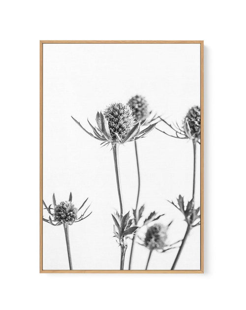 Thistle I | Framed Canvas-CANVAS-You can shop wall art online with Olive et Oriel for everything from abstract art to fun kids wall art. Our beautiful modern art prints and canvas art are available from large canvas prints to wall art paintings and our proudly Australian artwork collection offers only the highest quality framed large wall art and canvas art Australia - You can buy fashion photography prints or Hampton print posters and paintings on canvas from Olive et Oriel and have them delive