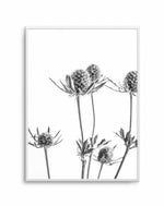 Thistle I Art Print-PRINT-Olive et Oriel-Olive et Oriel-A4 | 8.3" x 11.7" | 21 x 29.7cm-Unframed Art Print-With White Border-Buy-Australian-Art-Prints-Online-with-Olive-et-Oriel-Your-Artwork-Specialists-Austrailia-Decorate-With-Coastal-Photo-Wall-Art-Prints-From-Our-Beach-House-Artwork-Collection-Fine-Poster-and-Framed-Artwork