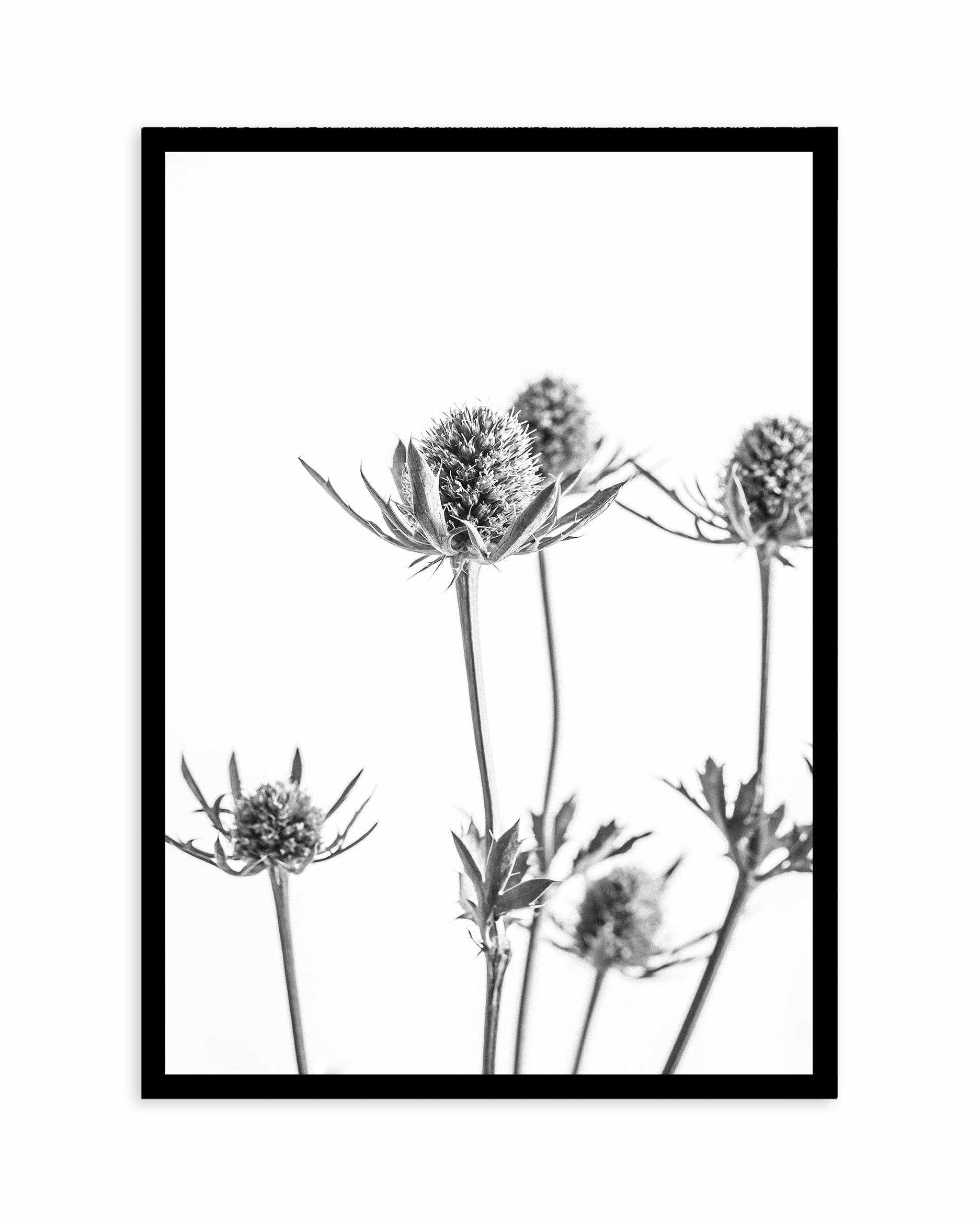 Thistle I Art Print-PRINT-Olive et Oriel-Olive et Oriel-A4 | 8.3" x 11.7" | 21 x 29.7cm-Black-With White Border-Buy-Australian-Art-Prints-Online-with-Olive-et-Oriel-Your-Artwork-Specialists-Austrailia-Decorate-With-Coastal-Photo-Wall-Art-Prints-From-Our-Beach-House-Artwork-Collection-Fine-Poster-and-Framed-Artwork