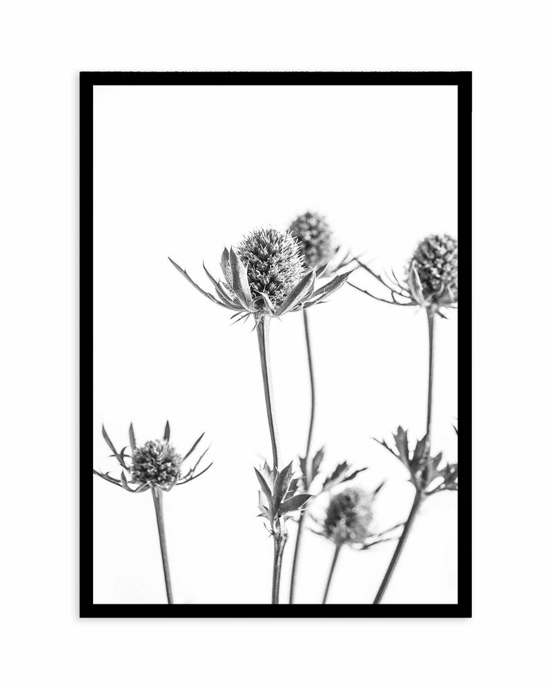 Thistle I Art Print-PRINT-Olive et Oriel-Olive et Oriel-A4 | 8.3" x 11.7" | 21 x 29.7cm-Black-With White Border-Buy-Australian-Art-Prints-Online-with-Olive-et-Oriel-Your-Artwork-Specialists-Austrailia-Decorate-With-Coastal-Photo-Wall-Art-Prints-From-Our-Beach-House-Artwork-Collection-Fine-Poster-and-Framed-Artwork