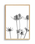 Thistle I Art Print-PRINT-Olive et Oriel-Olive et Oriel-A4 | 8.3" x 11.7" | 21 x 29.7cm-Oak-With White Border-Buy-Australian-Art-Prints-Online-with-Olive-et-Oriel-Your-Artwork-Specialists-Austrailia-Decorate-With-Coastal-Photo-Wall-Art-Prints-From-Our-Beach-House-Artwork-Collection-Fine-Poster-and-Framed-Artwork
