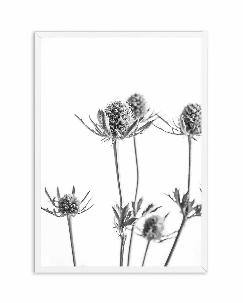 Thistle I Art Print-PRINT-Olive et Oriel-Olive et Oriel-A4 | 8.3" x 11.7" | 21 x 29.7cm-White-With White Border-Buy-Australian-Art-Prints-Online-with-Olive-et-Oriel-Your-Artwork-Specialists-Austrailia-Decorate-With-Coastal-Photo-Wall-Art-Prints-From-Our-Beach-House-Artwork-Collection-Fine-Poster-and-Framed-Artwork
