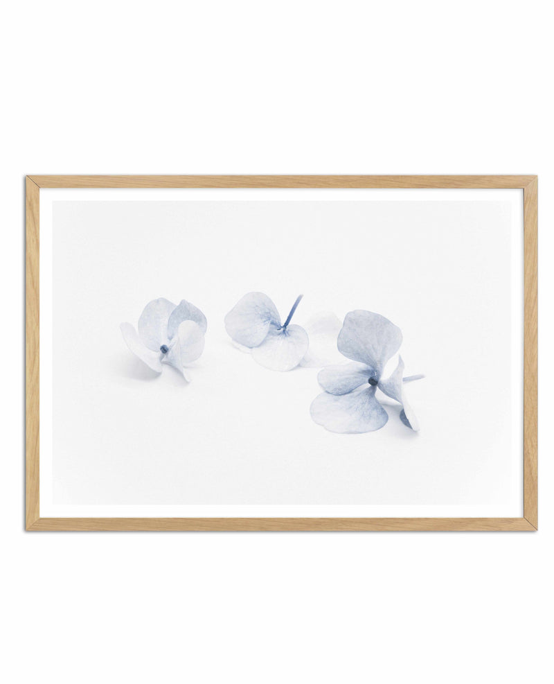 Three in Blue | Hydrangea III Art Print-PRINT-Olive et Oriel-Olive et Oriel-A4 | 8.3" x 11.7" | 21 x 29.7cm-Oak-With White Border-Buy-Australian-Art-Prints-Online-with-Olive-et-Oriel-Your-Artwork-Specialists-Austrailia-Decorate-With-Coastal-Photo-Wall-Art-Prints-From-Our-Beach-House-Artwork-Collection-Fine-Poster-and-Framed-Artwork
