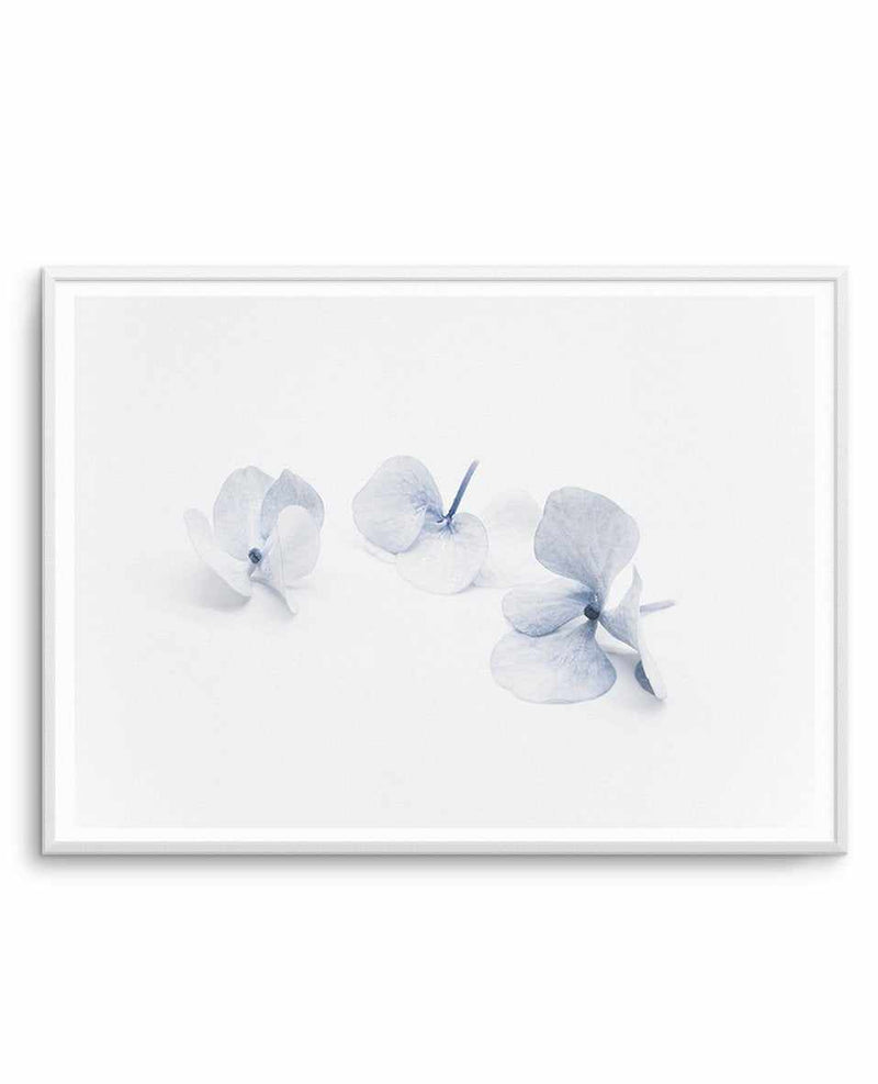 Three in Blue | Hydrangea III Art Print-PRINT-Olive et Oriel-Olive et Oriel-A4 | 8.3" x 11.7" | 21 x 29.7cm-Unframed Art Print-With White Border-Buy-Australian-Art-Prints-Online-with-Olive-et-Oriel-Your-Artwork-Specialists-Austrailia-Decorate-With-Coastal-Photo-Wall-Art-Prints-From-Our-Beach-House-Artwork-Collection-Fine-Poster-and-Framed-Artwork