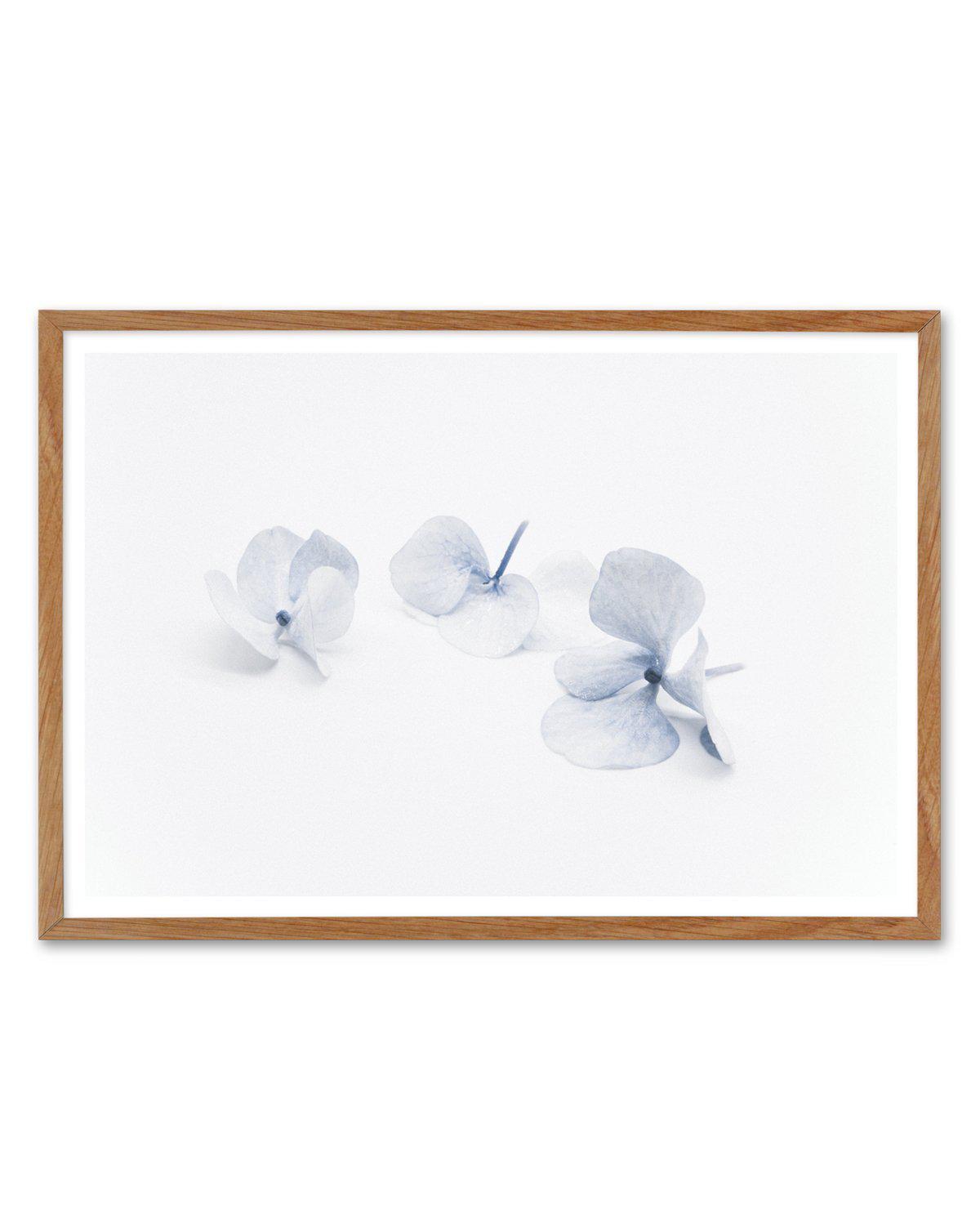 Three in Blue | Hydrangea III Art Print-PRINT-Olive et Oriel-Olive et Oriel-50x70 cm | 19.6" x 27.5"-Walnut-With White Border-Buy-Australian-Art-Prints-Online-with-Olive-et-Oriel-Your-Artwork-Specialists-Austrailia-Decorate-With-Coastal-Photo-Wall-Art-Prints-From-Our-Beach-House-Artwork-Collection-Fine-Poster-and-Framed-Artwork