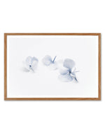 Three in Blue | Hydrangea III Art Print-PRINT-Olive et Oriel-Olive et Oriel-50x70 cm | 19.6" x 27.5"-Walnut-With White Border-Buy-Australian-Art-Prints-Online-with-Olive-et-Oriel-Your-Artwork-Specialists-Austrailia-Decorate-With-Coastal-Photo-Wall-Art-Prints-From-Our-Beach-House-Artwork-Collection-Fine-Poster-and-Framed-Artwork