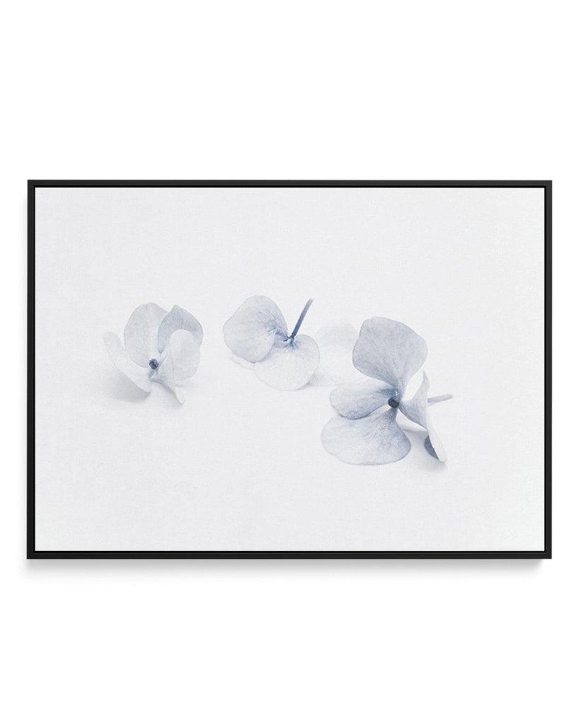 Three in Blue | Hydrangea III | Framed Canvas-CANVAS-You can shop wall art online with Olive et Oriel for everything from abstract art to fun kids wall art. Our beautiful modern art prints and canvas art are available from large canvas prints to wall art paintings and our proudly Australian artwork collection offers only the highest quality framed large wall art and canvas art Australia - You can buy fashion photography prints or Hampton print posters and paintings on canvas from Olive et Oriel 