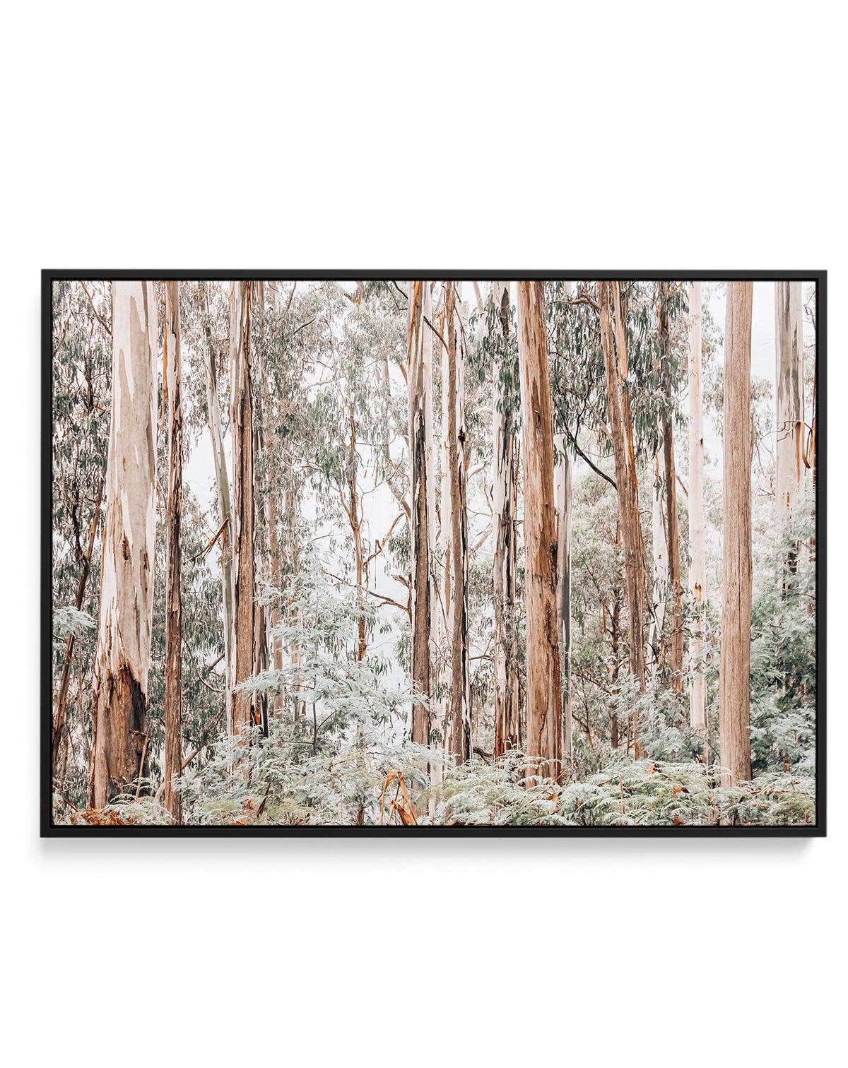 Through the Gum Trees | Framed Canvas-CANVAS-You can shop wall art online with Olive et Oriel for everything from abstract art to fun kids wall art. Our beautiful modern art prints and canvas art are available from large canvas prints to wall art paintings and our proudly Australian artwork collection offers only the highest quality framed large wall art and canvas art Australia - You can buy fashion photography prints or Hampton print posters and paintings on canvas from Olive et Oriel and have