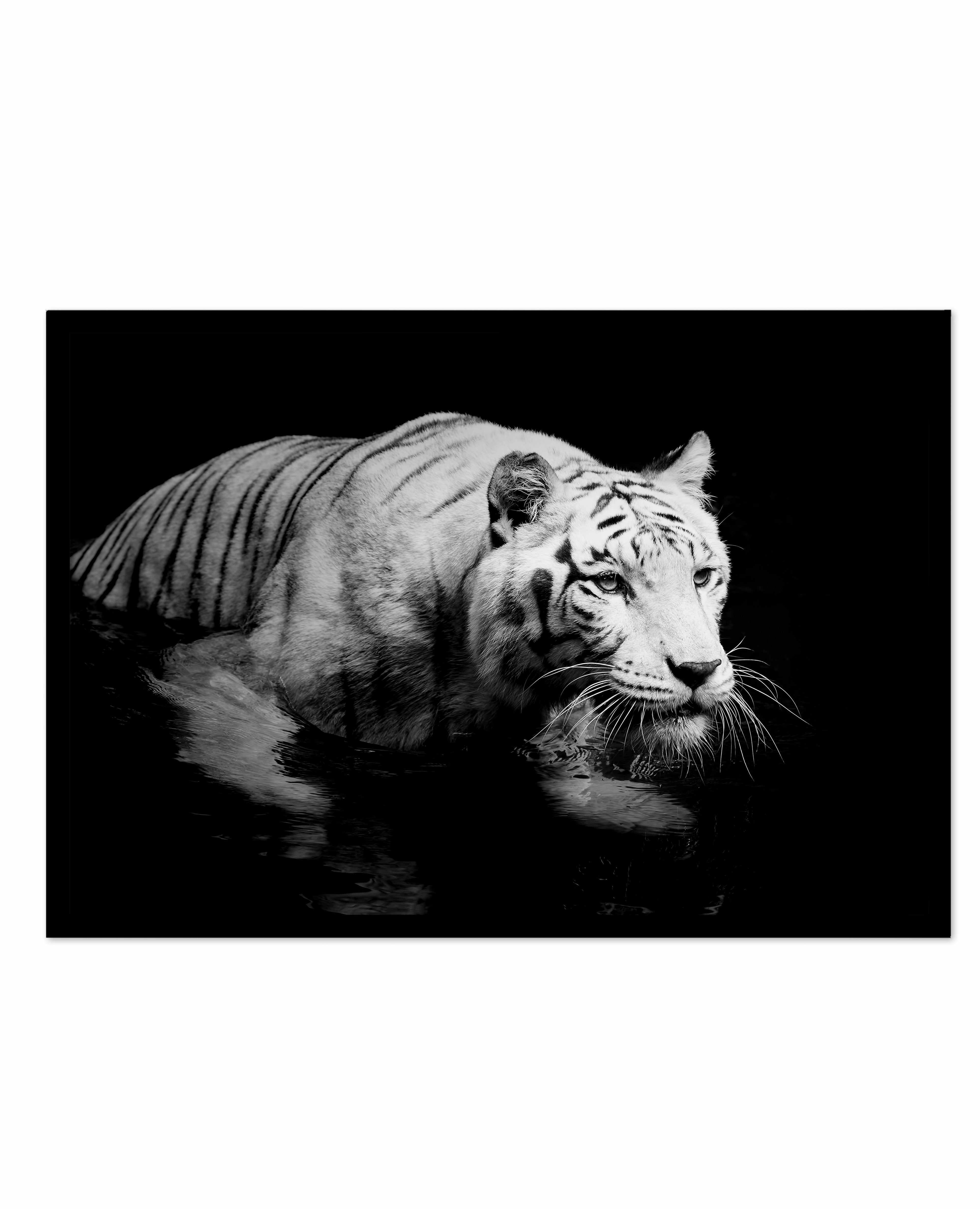 Tigre De Nuit | LS Art Print-PRINT-Olive et Oriel-Olive et Oriel-A5 | 5.8" x 8.3" | 14.8 x 21cm-Black-With White Border-Buy-Australian-Art-Prints-Online-with-Olive-et-Oriel-Your-Artwork-Specialists-Austrailia-Decorate-With-Coastal-Photo-Wall-Art-Prints-From-Our-Beach-House-Artwork-Collection-Fine-Poster-and-Framed-Artwork