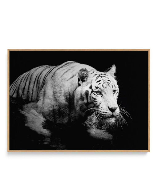 Tigre De Nuit | LS | Framed Canvas-CANVAS-You can shop wall art online with Olive et Oriel for everything from abstract art to fun kids wall art. Our beautiful modern art prints and canvas art are available from large canvas prints to wall art paintings and our proudly Australian artwork collection offers only the highest quality framed large wall art and canvas art Australia - You can buy fashion photography prints or Hampton print posters and paintings on canvas from Olive et Oriel and have th