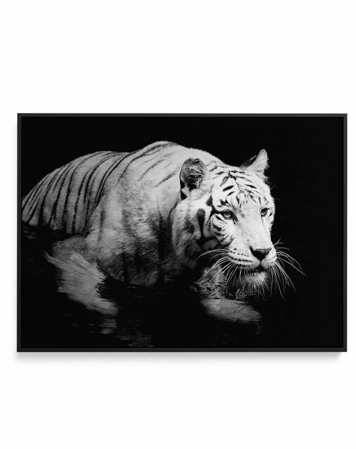 Tigre De Nuit | LS | Framed Canvas-CANVAS-You can shop wall art online with Olive et Oriel for everything from abstract art to fun kids wall art. Our beautiful modern art prints and canvas art are available from large canvas prints to wall art paintings and our proudly Australian artwork collection offers only the highest quality framed large wall art and canvas art Australia - You can buy fashion photography prints or Hampton print posters and paintings on canvas from Olive et Oriel and have th