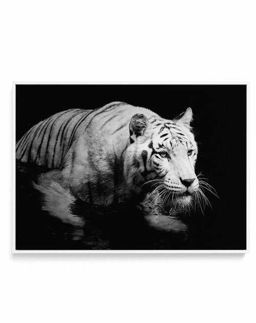 Tigre De Nuit | LS | Framed Canvas-CANVAS-You can shop wall art online with Olive et Oriel for everything from abstract art to fun kids wall art. Our beautiful modern art prints and canvas art are available from large canvas prints to wall art paintings and our proudly Australian artwork collection offers only the highest quality framed large wall art and canvas art Australia - You can buy fashion photography prints or Hampton print posters and paintings on canvas from Olive et Oriel and have th