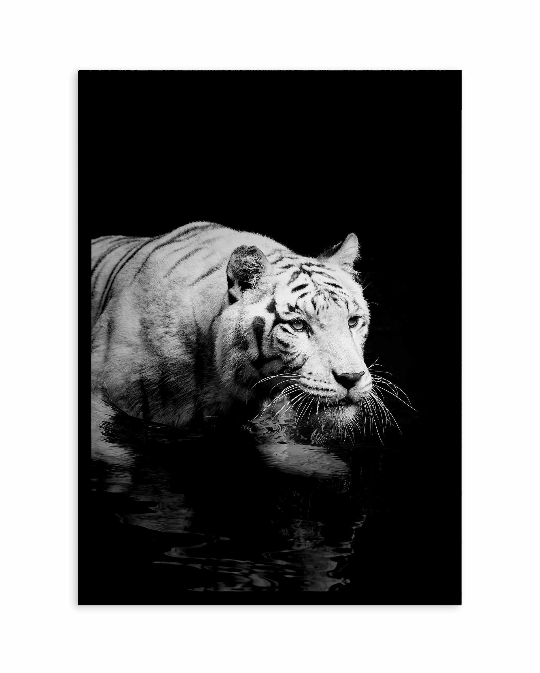 Tigre De Nuit | PT Art Print-PRINT-Olive et Oriel-Olive et Oriel-A5 | 5.8" x 8.3" | 14.8 x 21cm-Black-With White Border-Buy-Australian-Art-Prints-Online-with-Olive-et-Oriel-Your-Artwork-Specialists-Austrailia-Decorate-With-Coastal-Photo-Wall-Art-Prints-From-Our-Beach-House-Artwork-Collection-Fine-Poster-and-Framed-Artwork