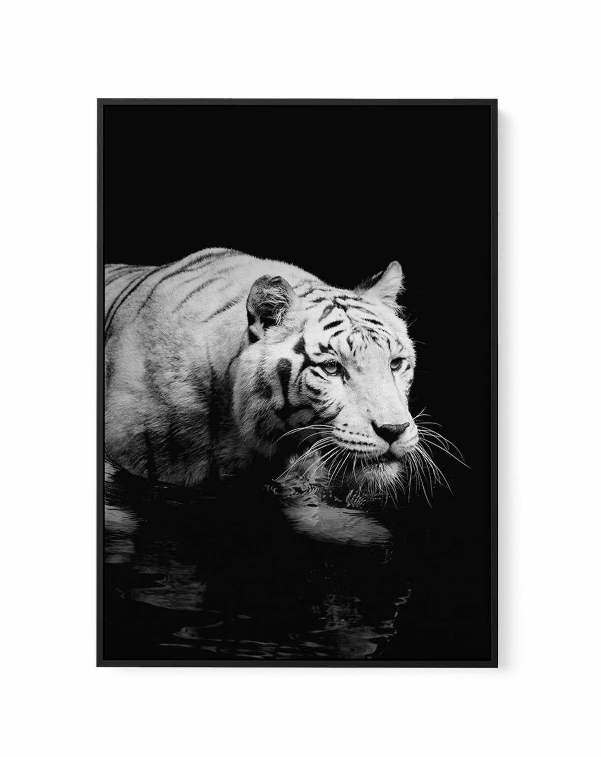 Tigre De Nuit | PT | Framed Canvas-CANVAS-You can shop wall art online with Olive et Oriel for everything from abstract art to fun kids wall art. Our beautiful modern art prints and canvas art are available from large canvas prints to wall art paintings and our proudly Australian artwork collection offers only the highest quality framed large wall art and canvas art Australia - You can buy fashion photography prints or Hampton print posters and paintings on canvas from Olive et Oriel and have th