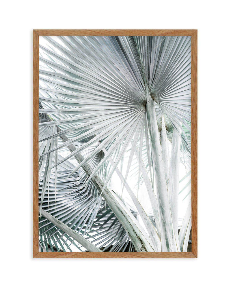 Tropical Palm III Art Print-PRINT-Olive et Oriel-Olive et Oriel-50x70 cm | 19.6" x 27.5"-Walnut-With White Border-Buy-Australian-Art-Prints-Online-with-Olive-et-Oriel-Your-Artwork-Specialists-Austrailia-Decorate-With-Coastal-Photo-Wall-Art-Prints-From-Our-Beach-House-Artwork-Collection-Fine-Poster-and-Framed-Artwork