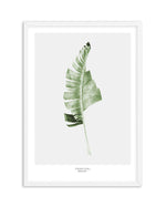 Banana Leaf I Art Print-PRINT-Olive et Oriel-Olive et Oriel-A5 | 5.8" x 8.3" | 14.8 x 21cm-White-With White Border-Buy-Australian-Art-Prints-Online-with-Olive-et-Oriel-Your-Artwork-Specialists-Austrailia-Decorate-With-Coastal-Photo-Wall-Art-Prints-From-Our-Beach-House-Artwork-Collection-Fine-Poster-and-Framed-Artwork